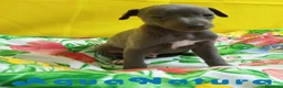 Pequeño Lebrel Italiano perros en venta: Lebrel Italiano Macho 8998 AQUANATURA - Anuncio 8