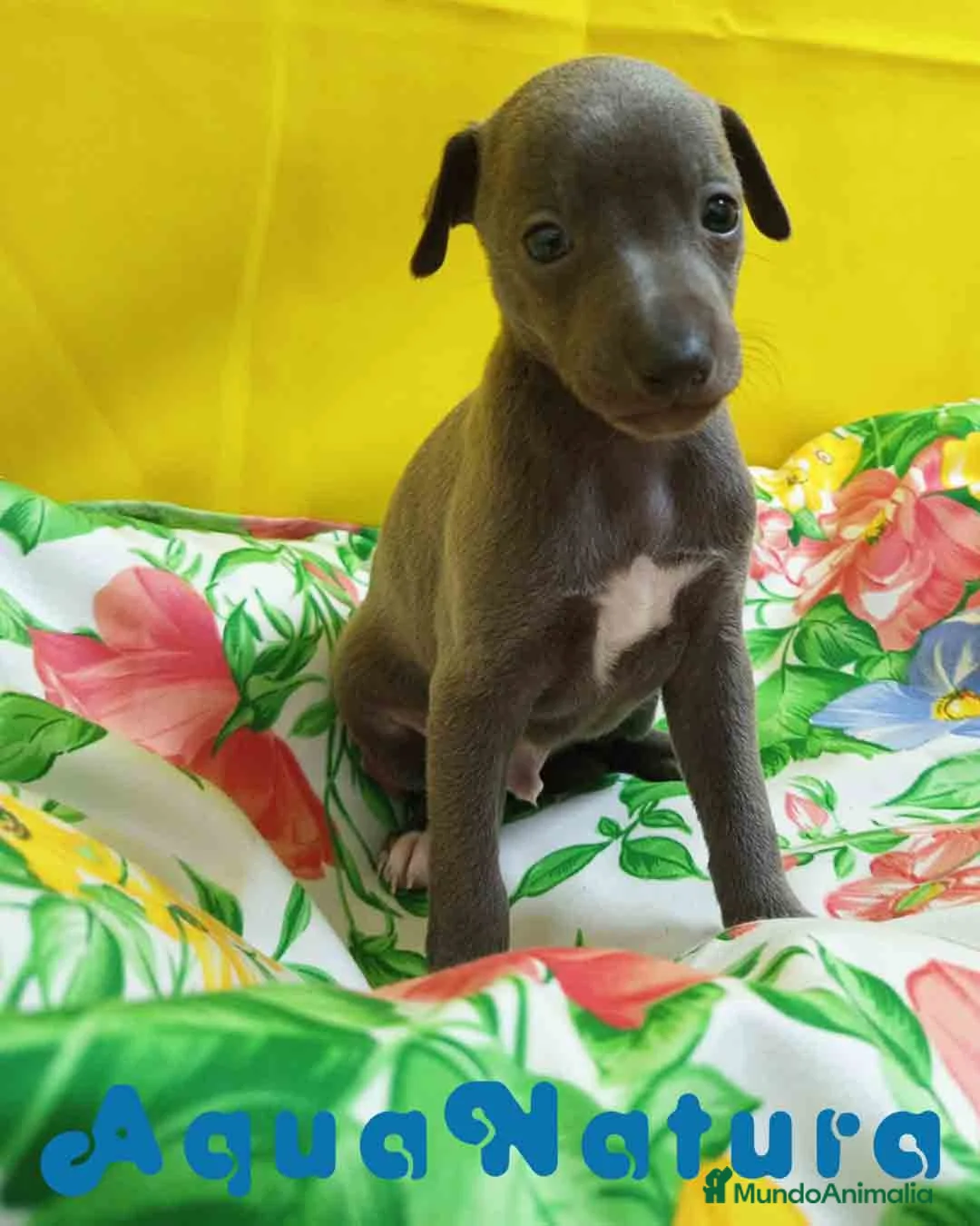 Pequeño Lebrel Italiano perros en venta: Lebrel Italiano Macho 8998 AQUANATURA - Anuncio 8