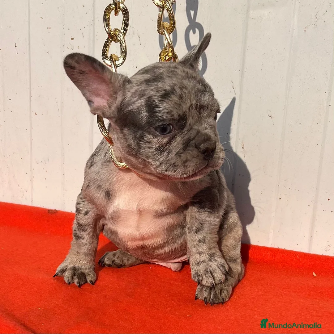 Bulldog Francés perros en venta: entra en nuestra web milcachorros.es - Anuncio 7
