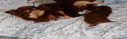 Pomerania perros en venta: Pomerania macho y hembra ( super toy) - Anuncio 1