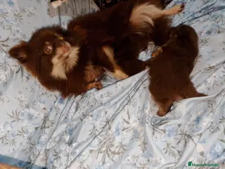 Pomerania perros Pomerania macho y hembra ( super toy) - Anuncio 2