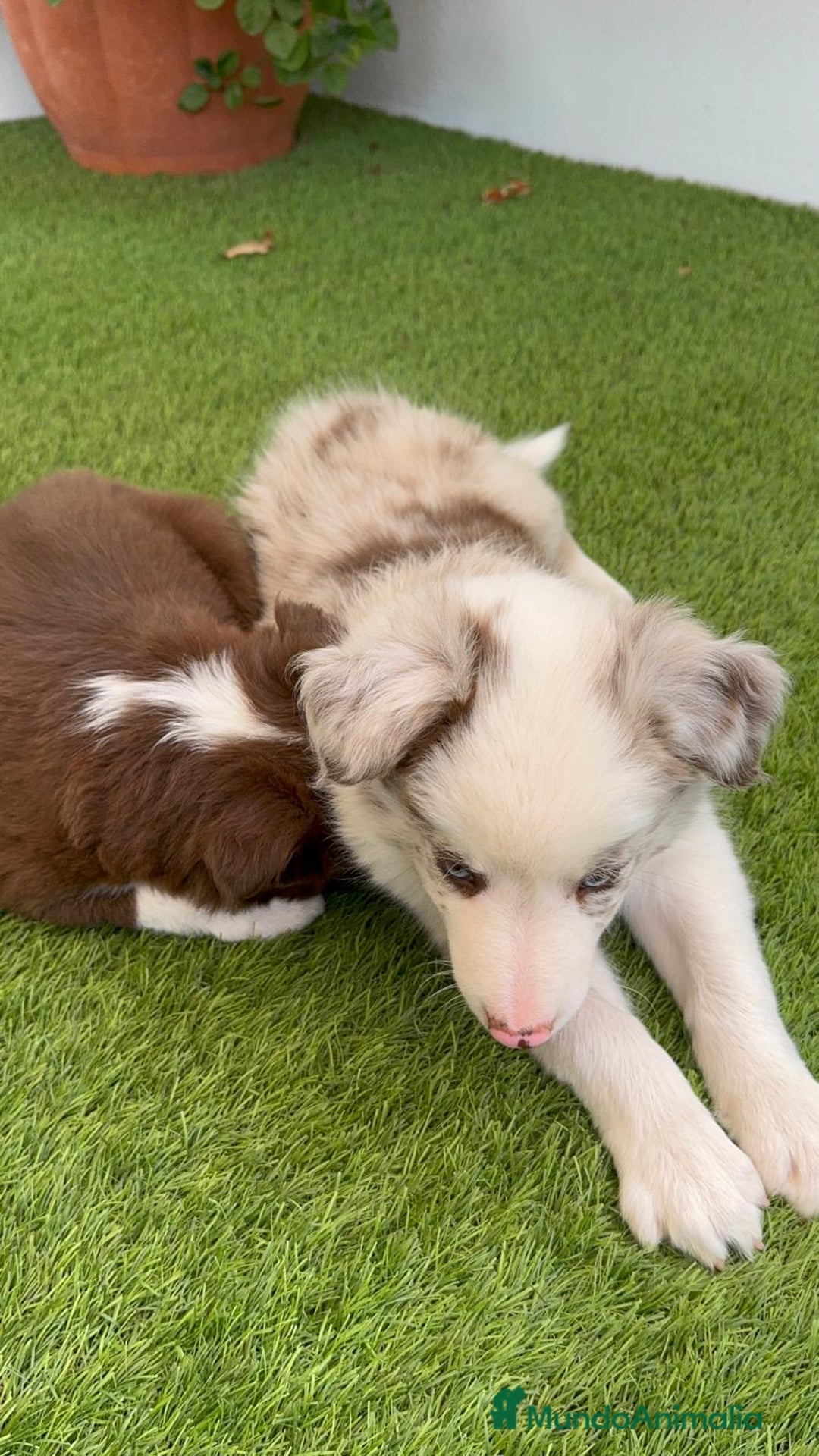 Border Collie perros en venta: BORDER COLLIE MERLE MACHO - Imagen 11