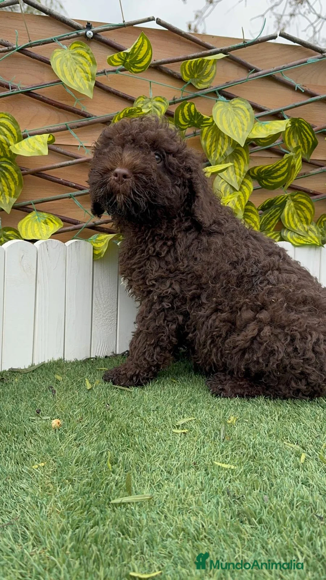 Perro de Agua Español perros en venta: PERRO DE AGUA MACHO - Anuncio 4