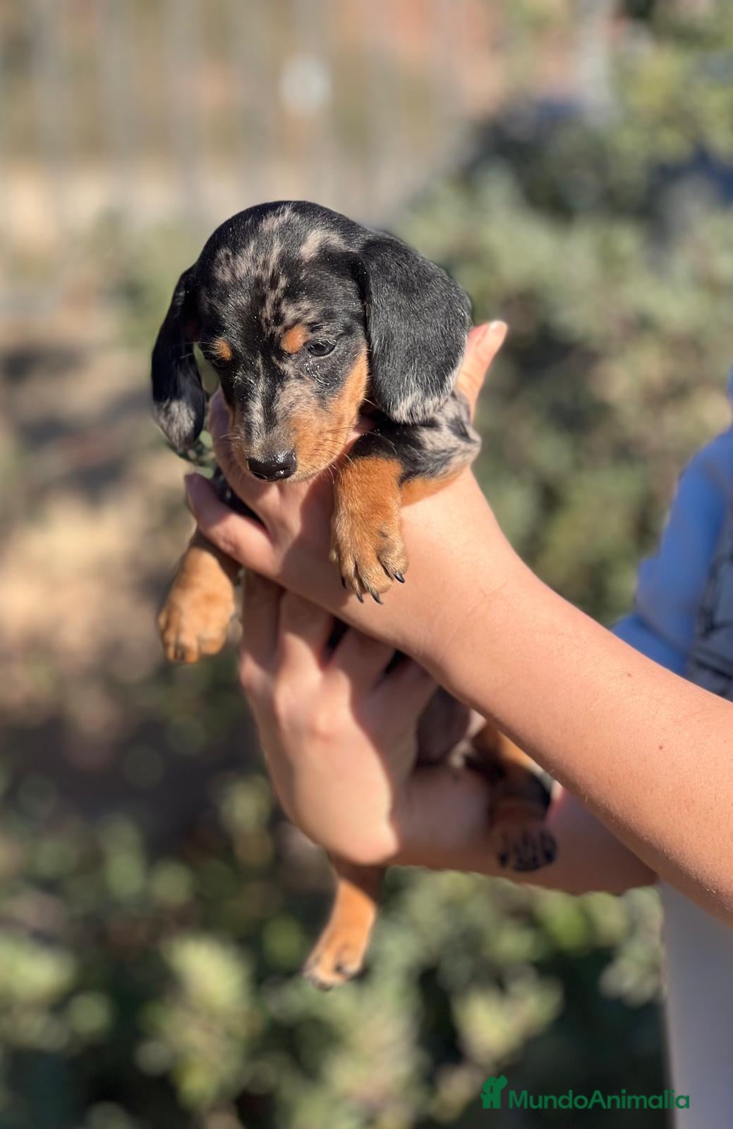 Teckel Miniatura perros TECKEL MINIATURA MERLE DISPONIBLES en Barcelona - Anuncio 24