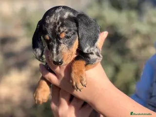 Teckel Miniatura perros TECKEL MINIATURA MERLE DISPONIBLES en Barcelona - Anuncio 24