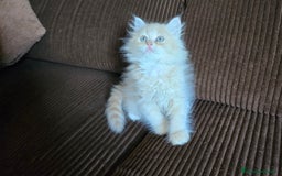 Británico de Pelo Largo gatos en venta: Gatcot.com - Imagen 3