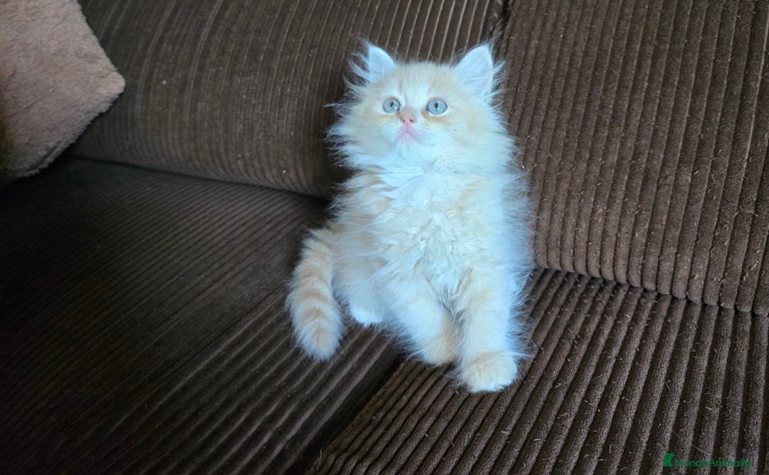 Británico de Pelo Largo gatos en venta: Gatcot.com - Imagen 3