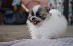Pomerania perros en venta: 💥 Pequeños, intensos y con mucho flow 🔥 - Imagen 2