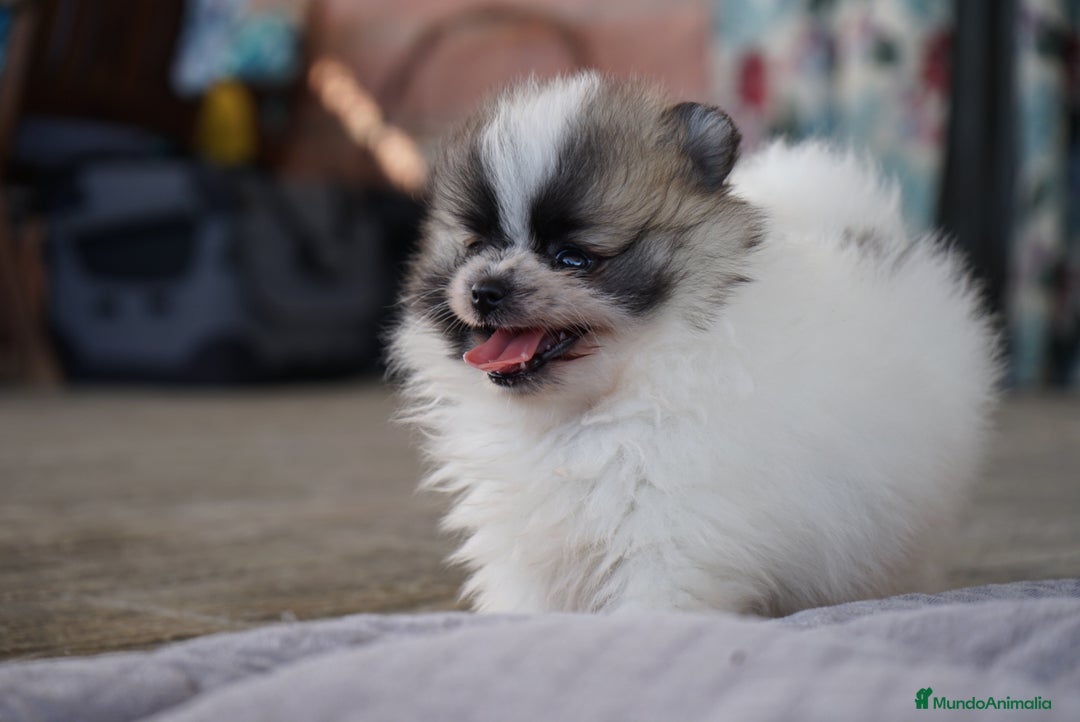 Pomerania perros en venta: 💥 Pequeños, intensos y con mucho flow 🔥 - Imagen 2
