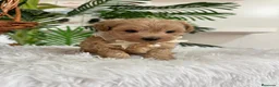 Maltipoo perros en venta: MALTIPOO MACHOS  - Anuncio 12