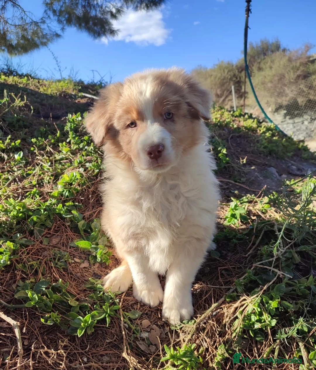 Pastor Australiano perros en venta: PASTOR AUSTRALIANO  - Anuncio 2