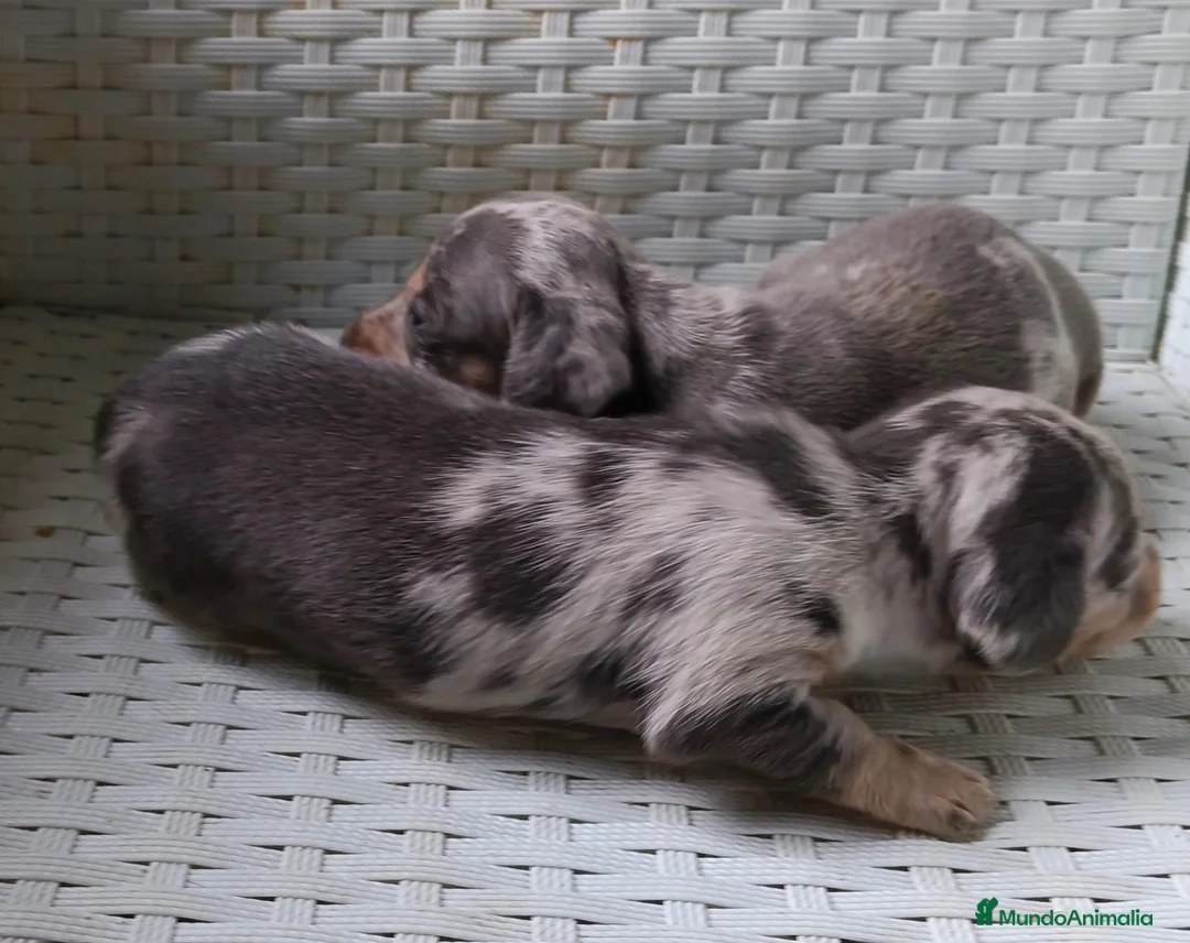 Teckel Miniatura perros en venta: CACHORROS ARLEQUIN CHOCOLATE  en Barcelona - Anuncio 2