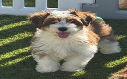 Bichón Habanero perros en venta: Hembra Bichon habanero - Imagen 1