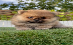 Pomerania perros en venta: POMERANIA - Imagen 13