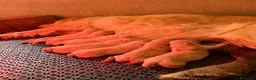 Golden Retriever perros en venta: CAMADAS DE GOLDEN RETRIEVER - Anuncio 2