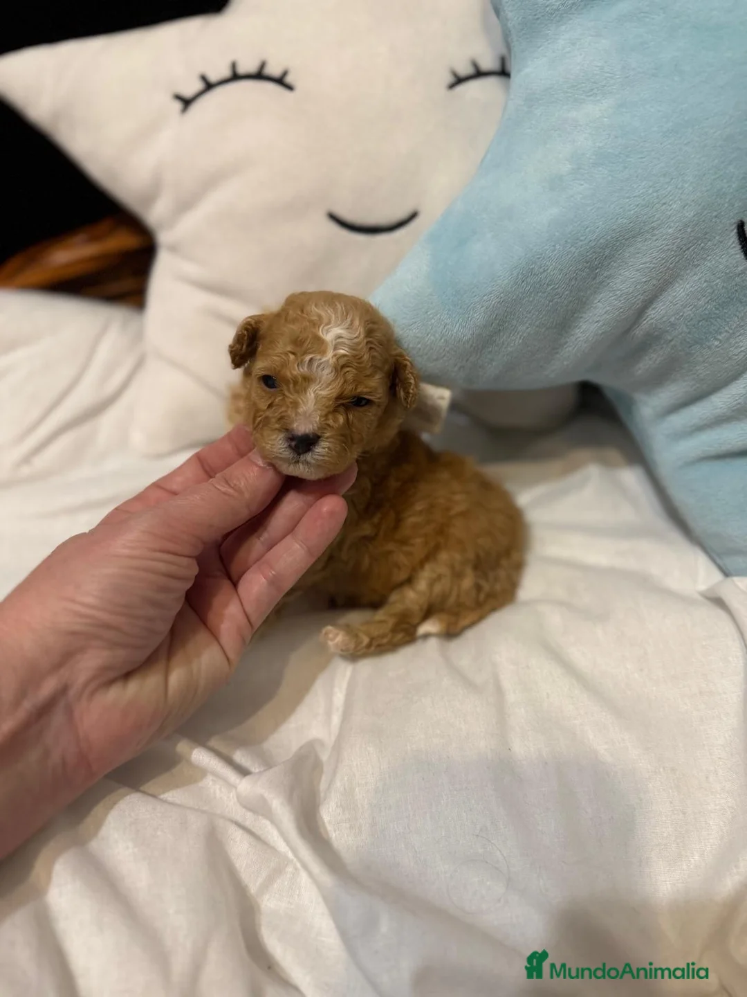 Maltipoo perros en venta: Maltipoo TOY  - Anuncio 6