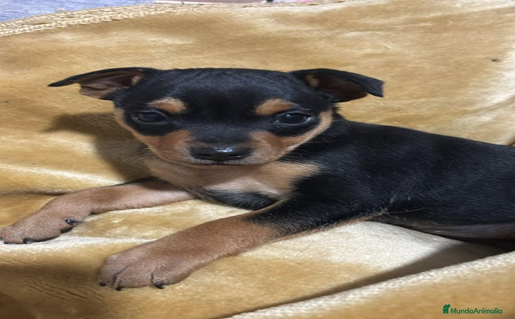Pinscher Miniatura perros pincher y raton de praga - Anuncio 2