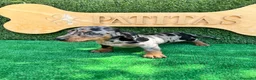 Teckel Miniatura perros en venta: Teckel mini - Anuncio 3
