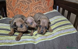 Pinscher Miniatura perros en venta: Cachorros de Mini Pinscher  - Anuncio 1