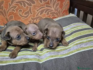 Pinscher Miniatura perros Cachorros de Mini Pinscher - Anuncio 5