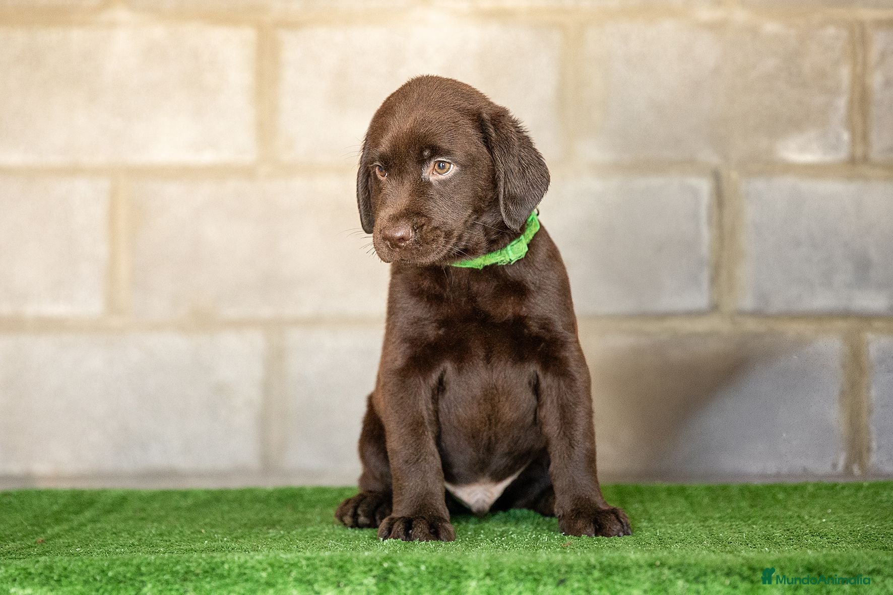 Labrador Retriever perros LABRADOR CHOCOLATE DISPONIBLE - Anuncio 2