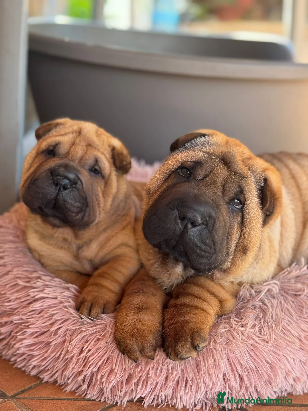 Shar Pei perros en venta: LOS MEJORES BEBES SHAR PEI en Málaga - Anuncio 3