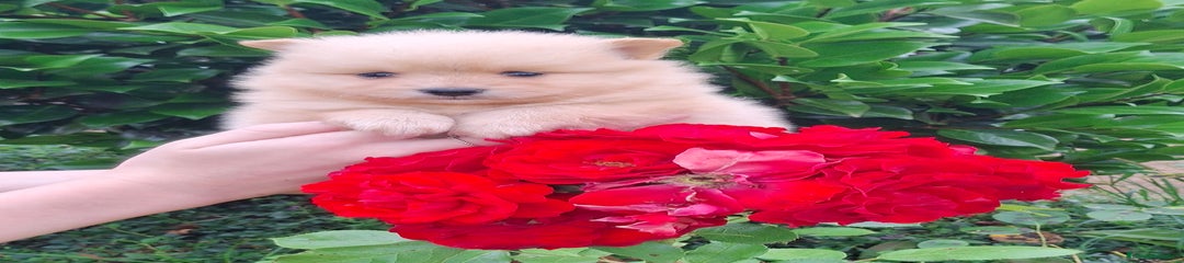 Pomerania macho crema