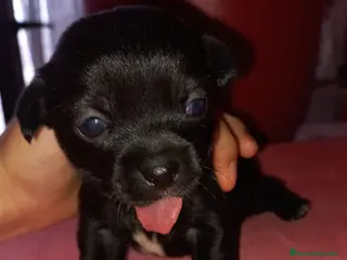 Chihuahua perros PEQUEÑA CHIHUAHUA TOY NEGRA 🐾 - Anuncio 22