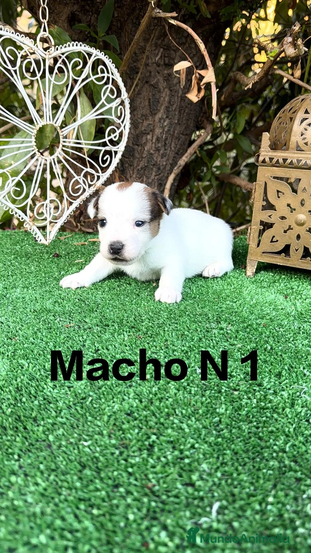 Jack Russell Terrier perros en venta: Jack Russell preciosos cachorros disponibles  - Anuncio 1