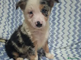 Border Collie perros Border Collie disponibles 🐾 - Anuncio 2