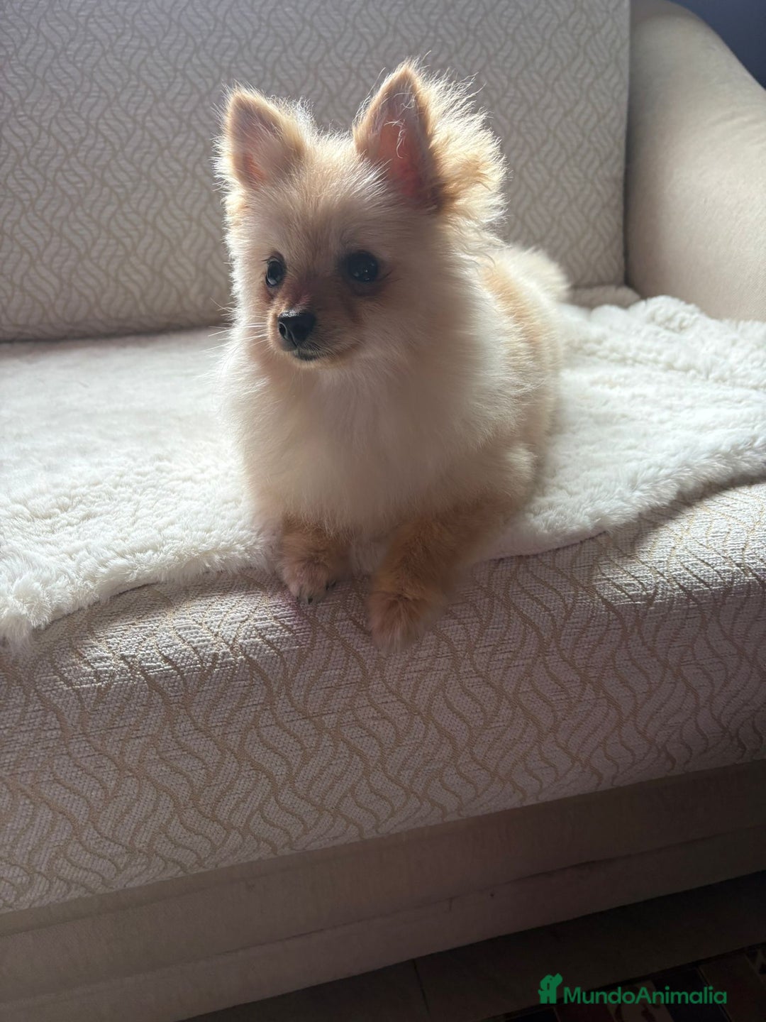 Pomerania perros en venta: pomerania toy tiene 9 meses pesa 2 kilo 200 gramos - Anuncio 5