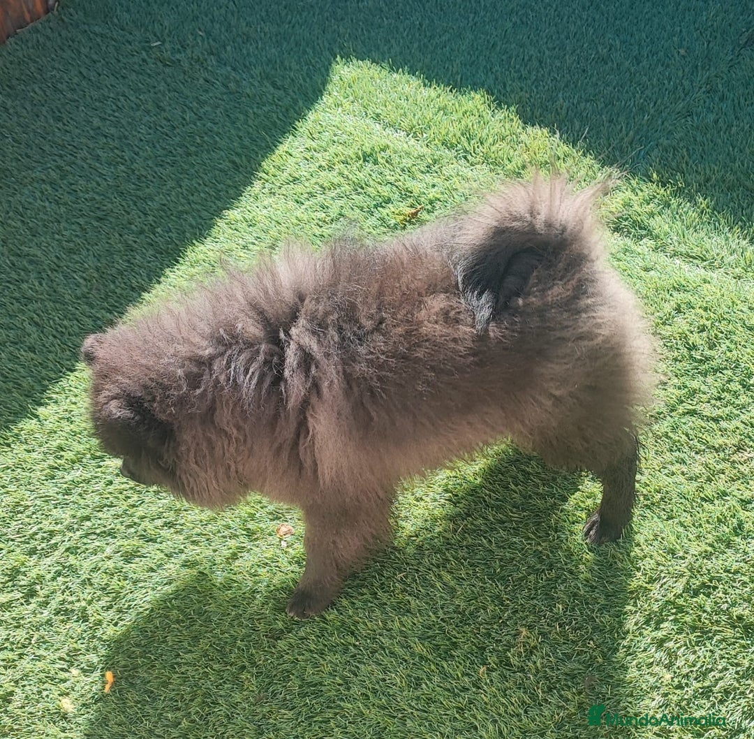 Pomerania perros en venta: SPITZ ALEMAN - Anuncio 2
