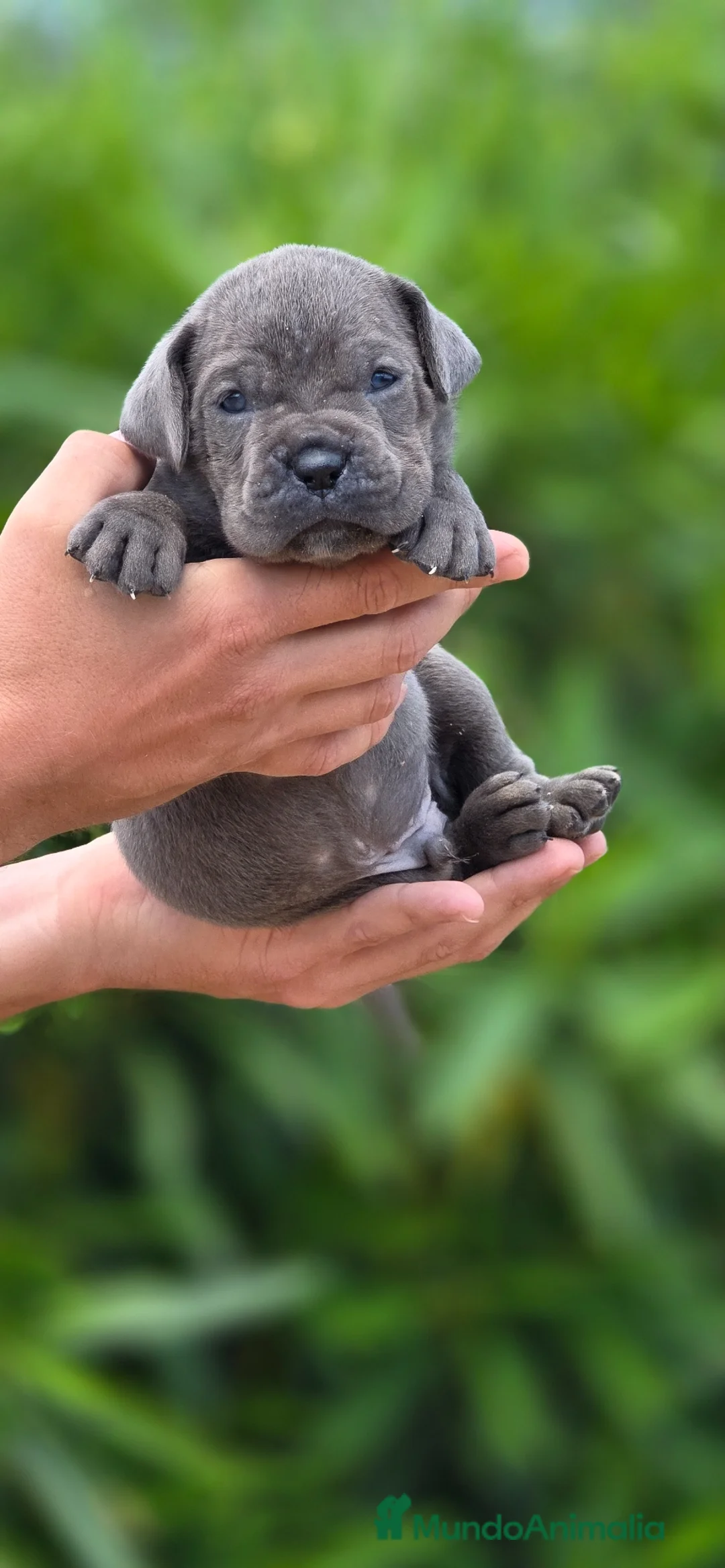 Cane Corso perros en venta: Cachorros de Cane Corso - Anuncio 2