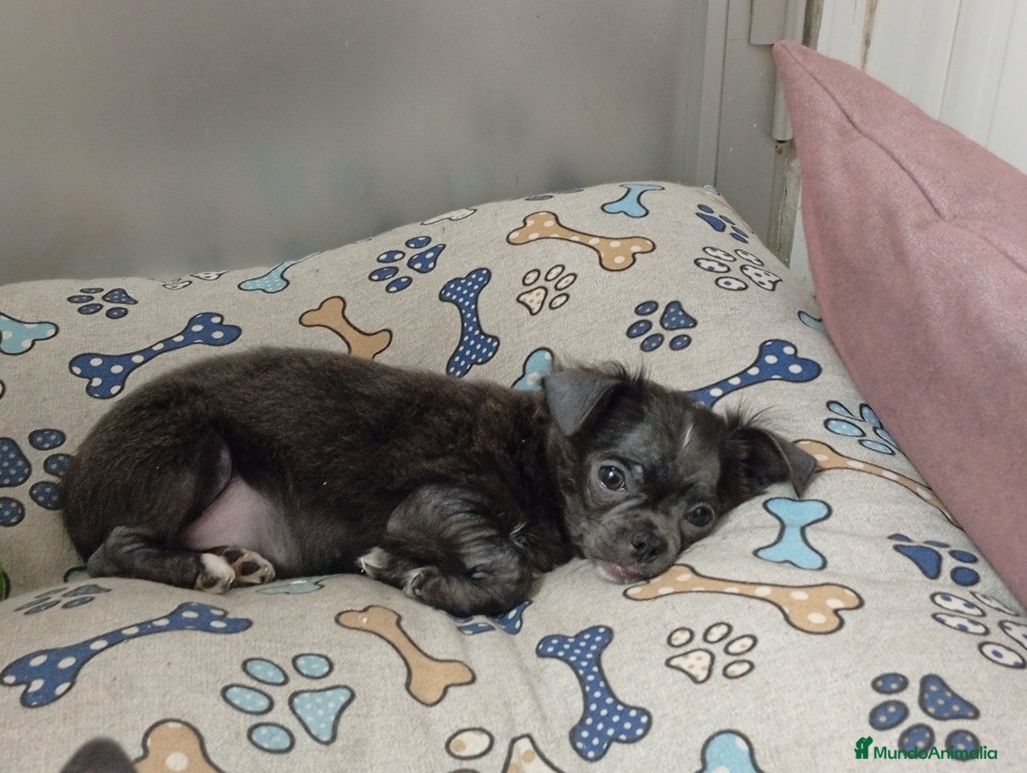 Chihuahua perros Chihuahua línea rusa - Anuncio 14