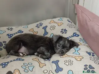 Chihuahua perros Chihuahua línea rusa - Anuncio 14