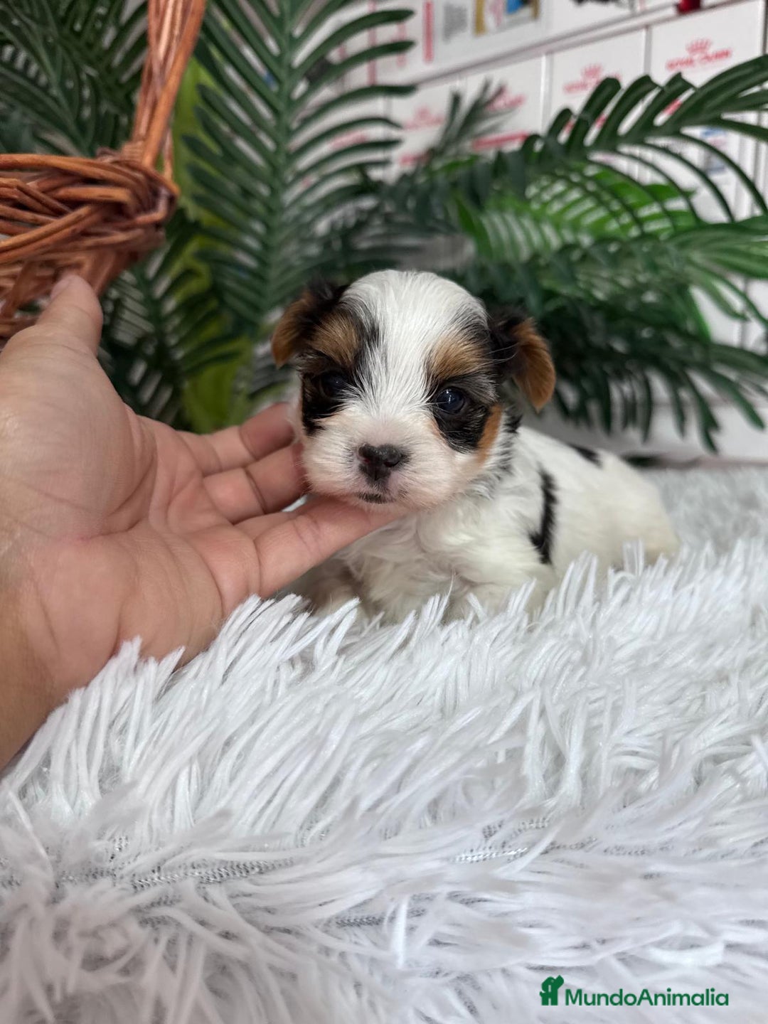 Yorkshire Terrier perros en venta: YORKSHIRE BIEWER - Anuncio 20