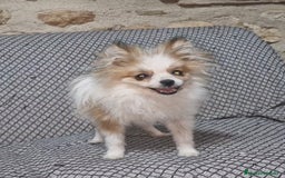Pomerania perros en venta: Pomerania Toy/toy - Imagen 2