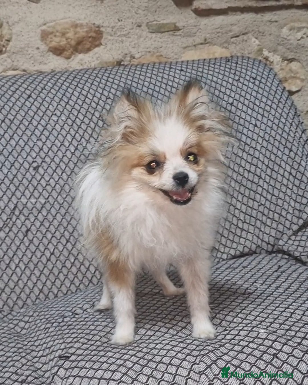 Pomerania perros en venta: Pomerania Toy/toy - Imagen 2
