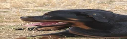 Rottweiler perros en venta: ROTTWEILER - 3 MESES  - Anuncio 2