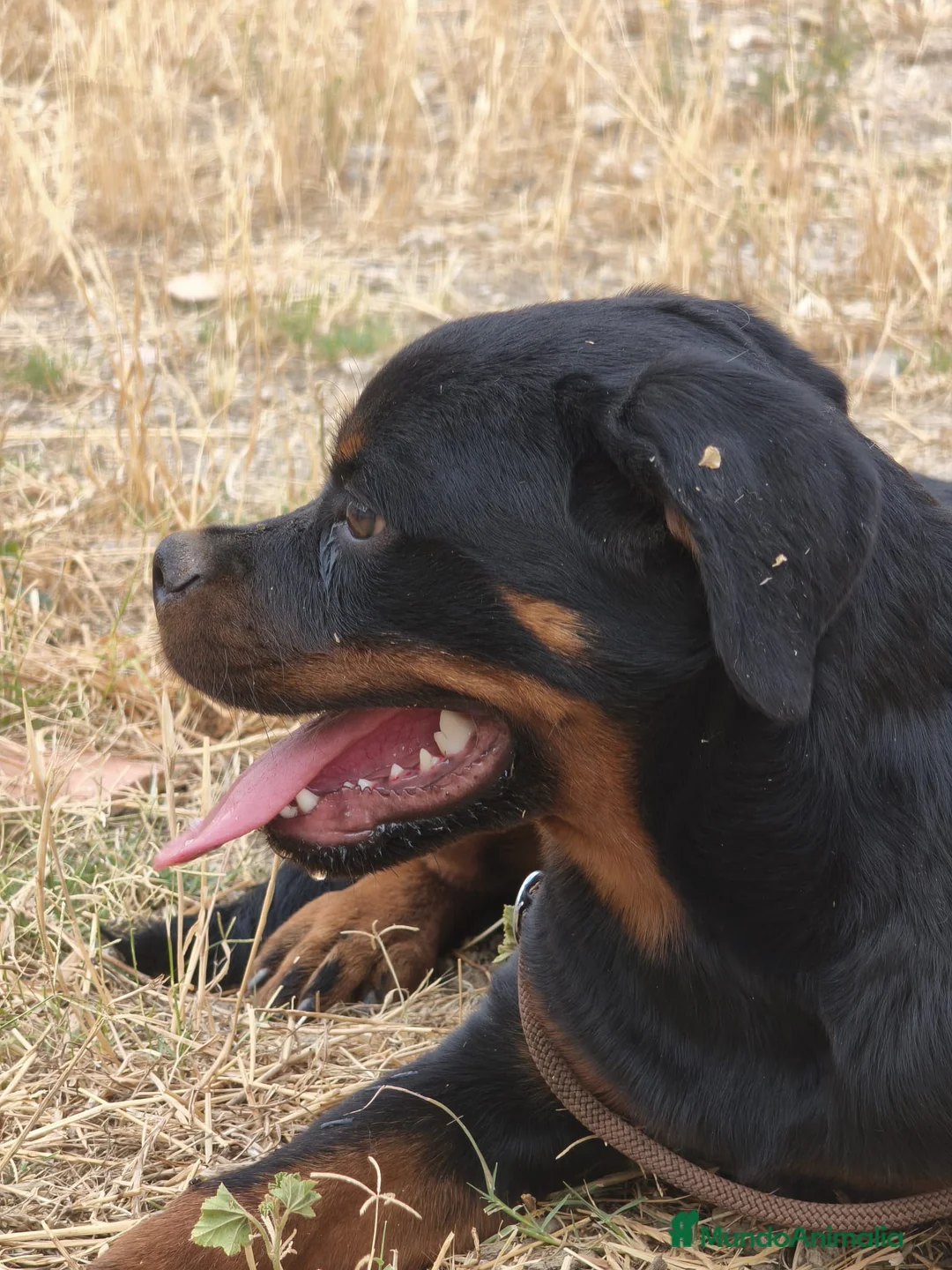 Rottweiler perros en venta: ROTTWEILER - 3 MESES  - Anuncio 2