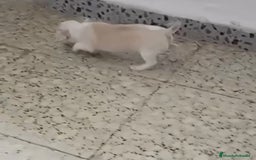 Chihuahua perros en venta: Exclusivos chihuahuas mini toy - Imagen 9