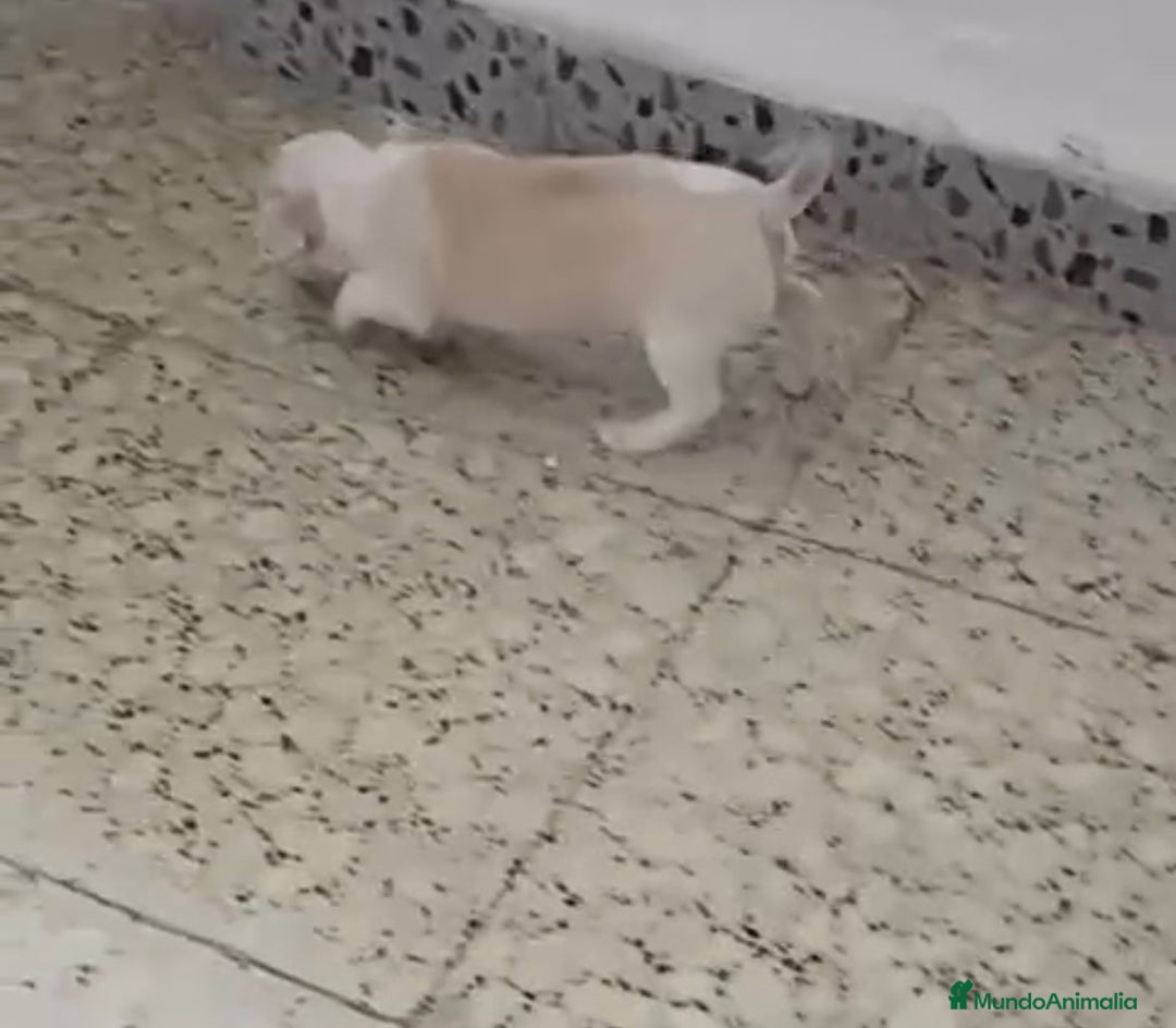 Chihuahua perros en venta: Exclusivos chihuahuas mini toy - Imagen 9