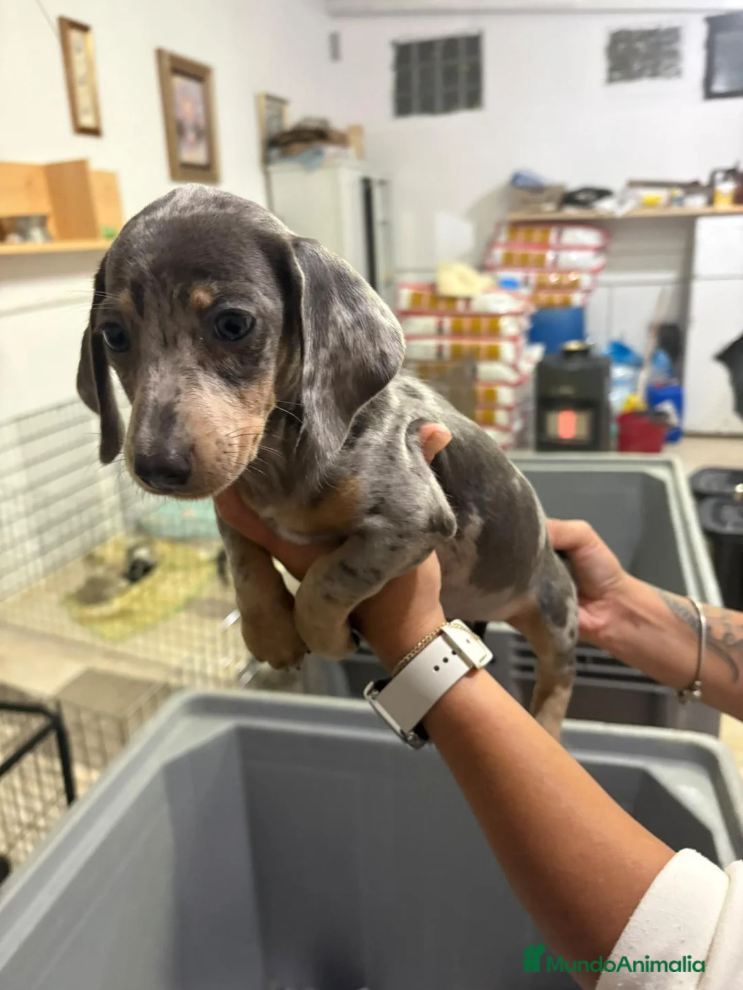 Teckel Miniatura perros en venta: Teckel miniatura - Anuncio 1