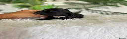 Cocker Spaniel Inglés perros en venta: COCKER SPANIEL INGLES - Anuncio 3