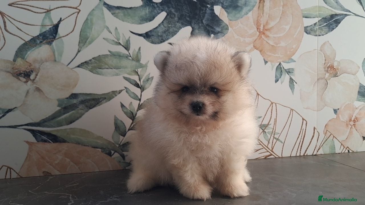 Pomerania perros Pomerania cara de Oso - Anuncio 34