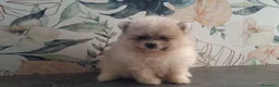 Pomerania perros en venta: Pomerania cara de Oso - Anuncio 2