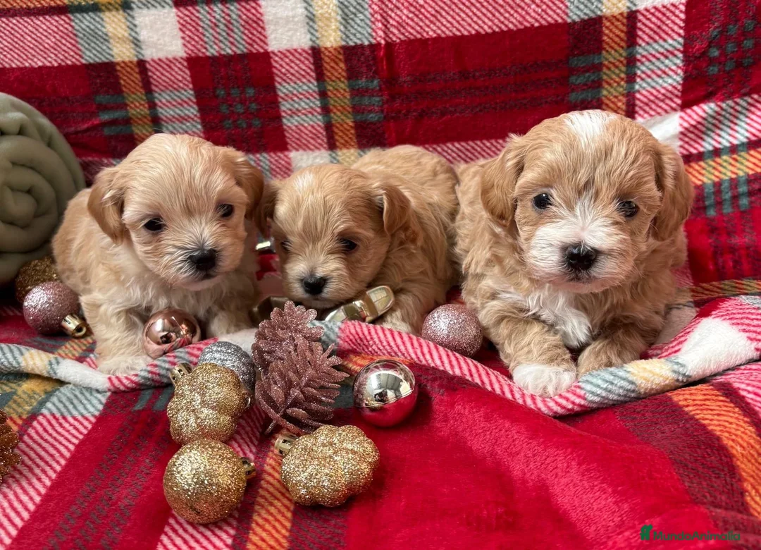 Maltipoo perros en venta: Maltipoo Toy Machos Fotos actuales!! - Anuncio 2