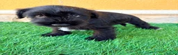 Schnauzer Miniatura perros en venta: Schnauzer miniatura negro  - Anuncio 7