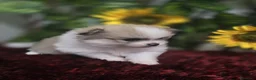 Pomerania perros en venta: Pomerania - Anuncio 1