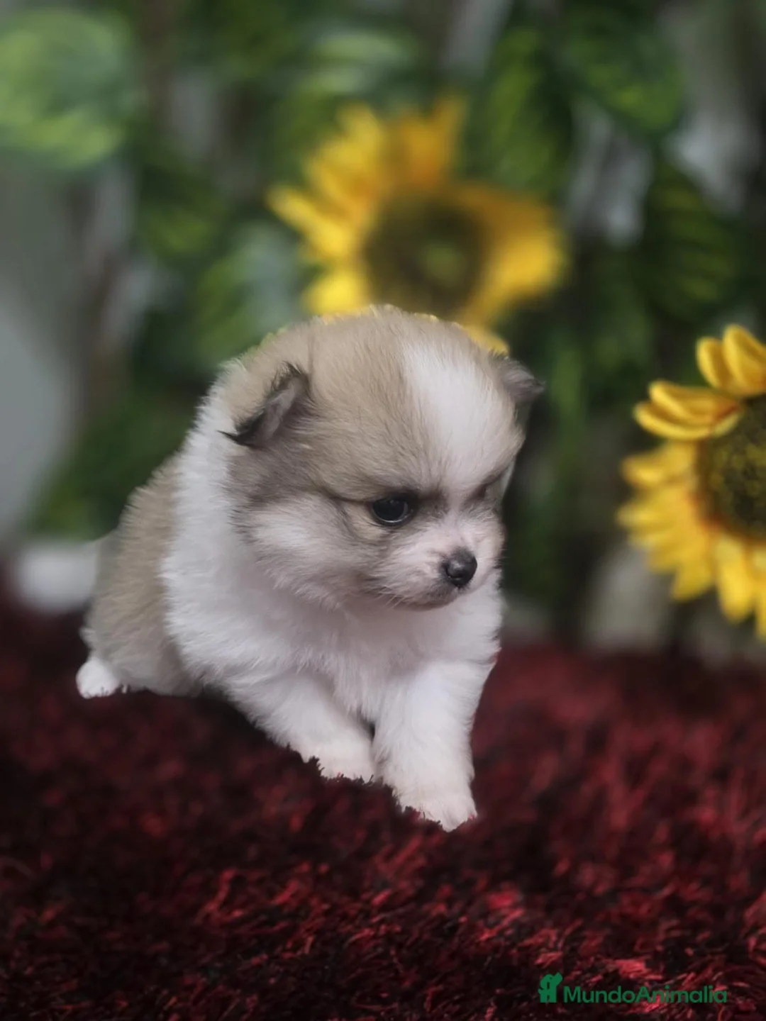 Pomerania perros en venta: Pomerania - Anuncio 1